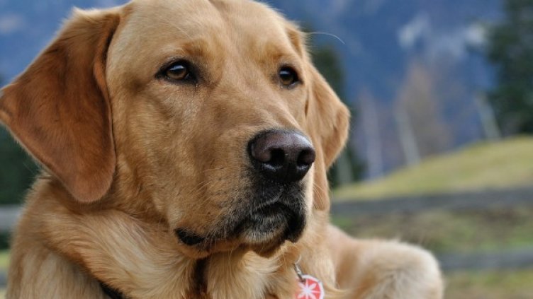 Снимка: Pixabay