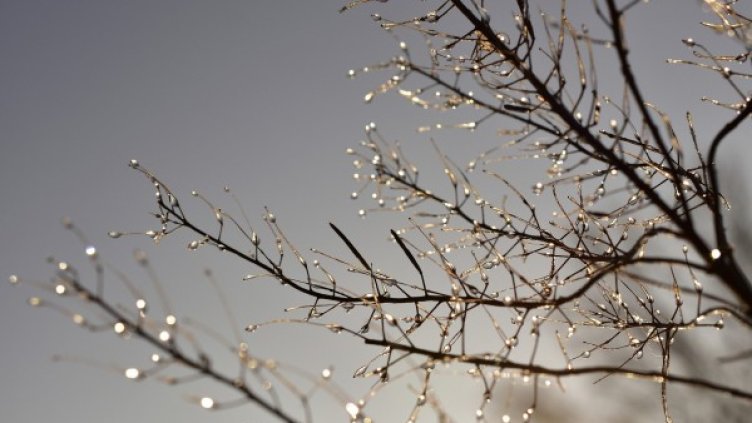 Снимка: Pixabay