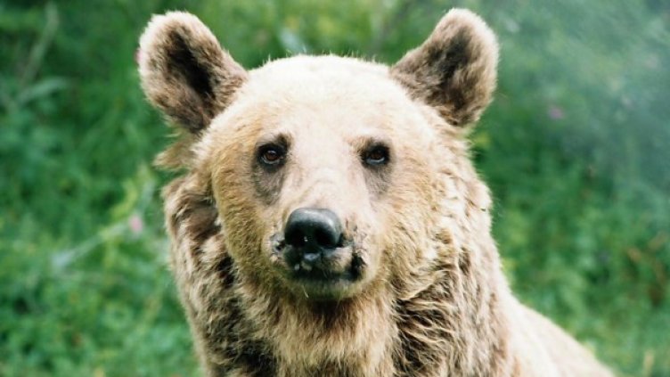 Снимка: Четири лапи