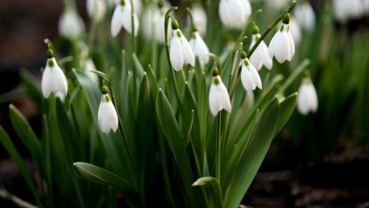 Снимка: архив, БГНЕС