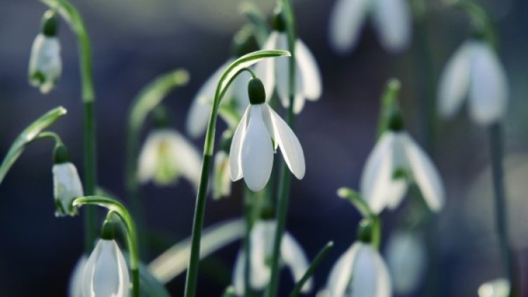 Снимка: Pixabay