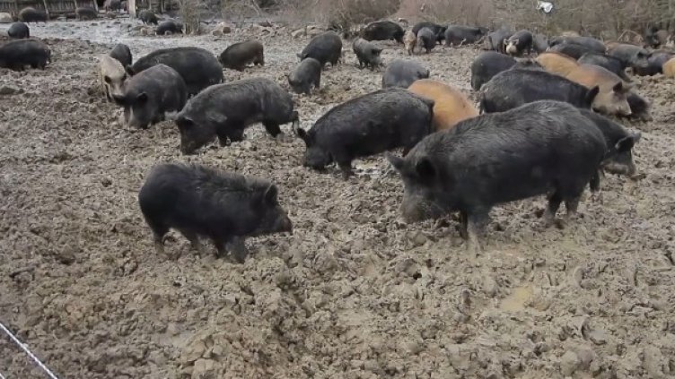 Снимка: архив, БГНЕС