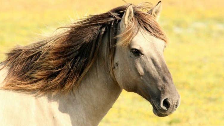 Снимка: Pixabay