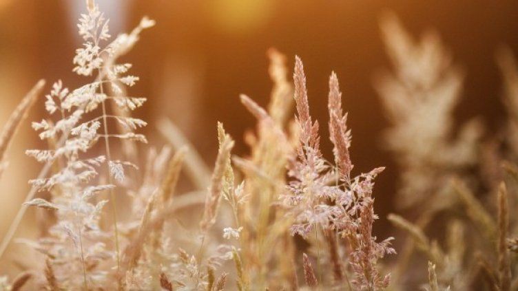 Снимка: Pixabay