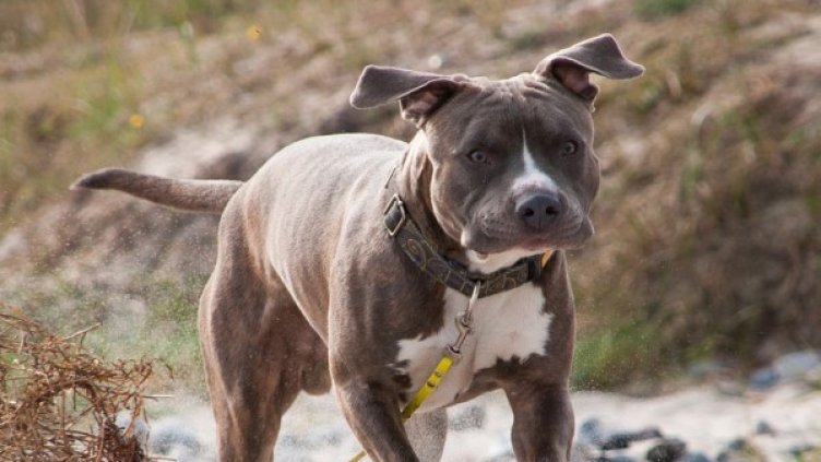 Снимка: Pixabay