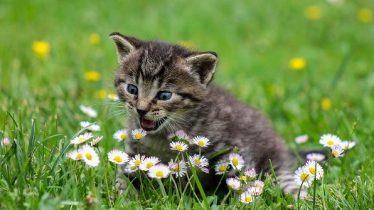 Снимка: Pixabay