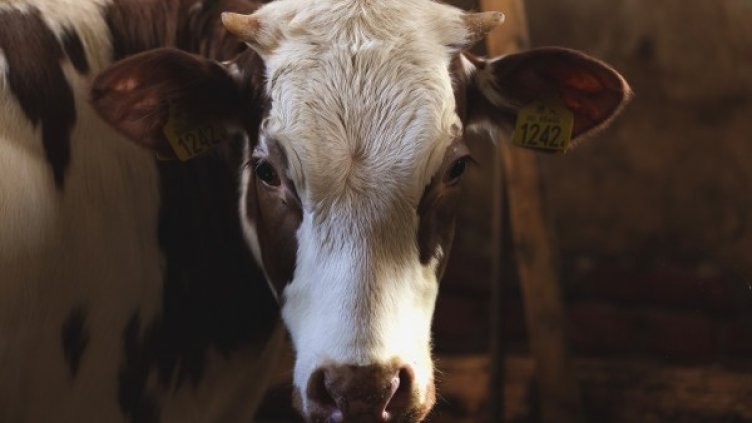 Снимка: Pixabay