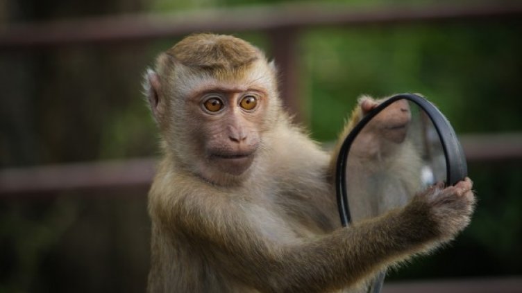 Снимка: Pixabay