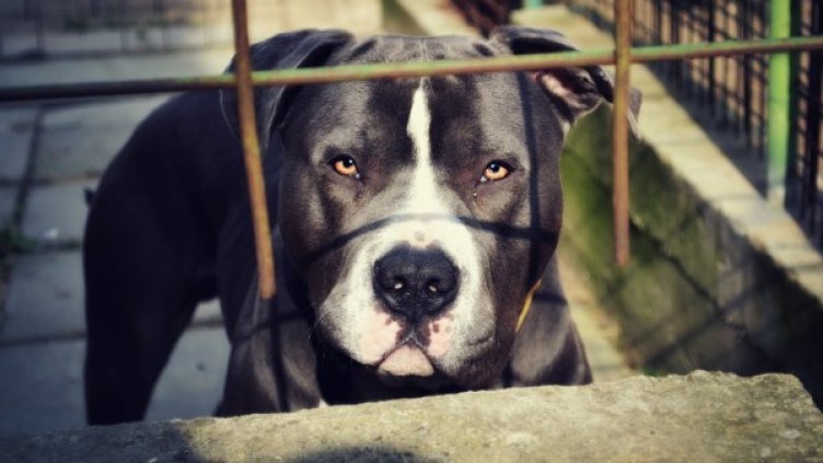 Снимка: Pixabay