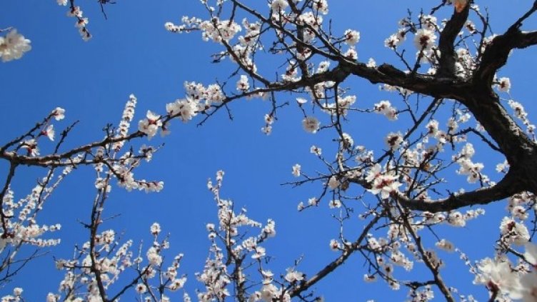 Снимка: Pixabay