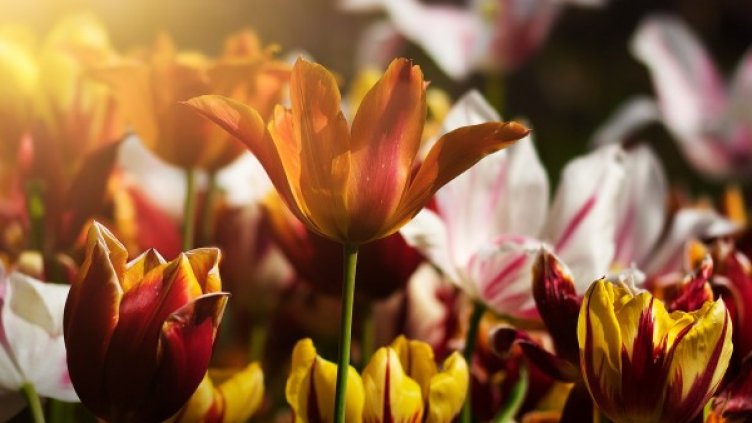 Четвъртък носи слънчево време, следобед ще се заоблачи на изток