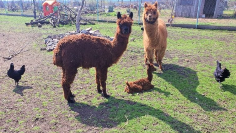 Снимка: Община Бургас