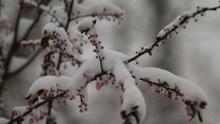 Снимка: архив, БГНЕС