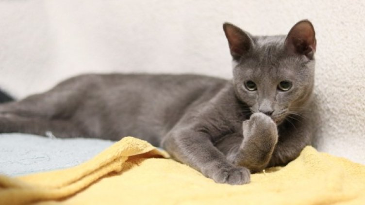 Снимка: Pixabay