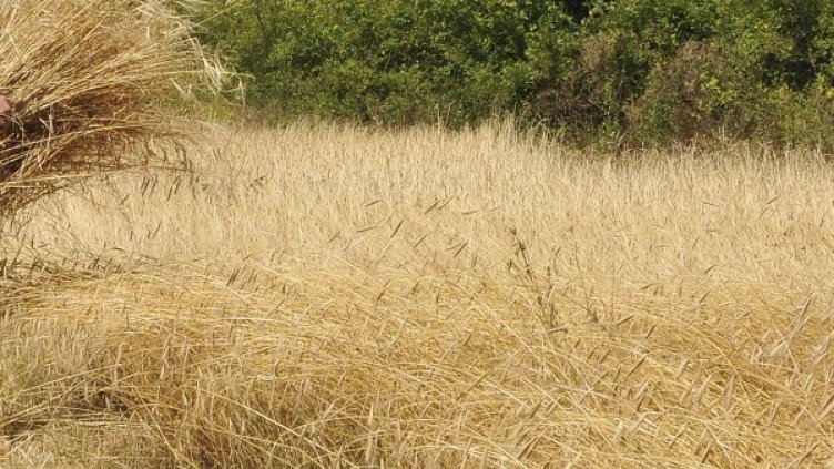 Снимк: БГНЕС