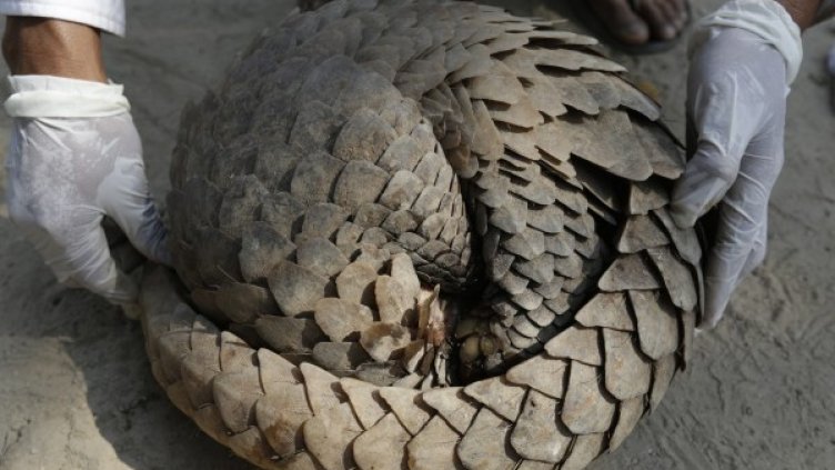 Снимка: архив, БГНЕС