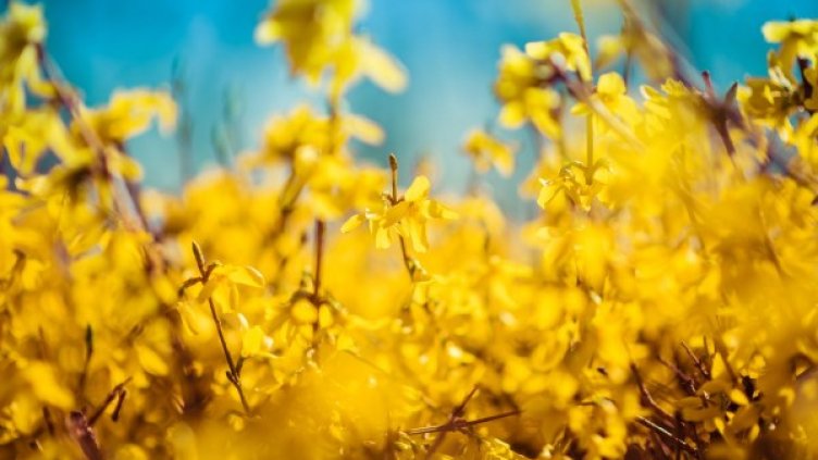 Снимка: Pixabay