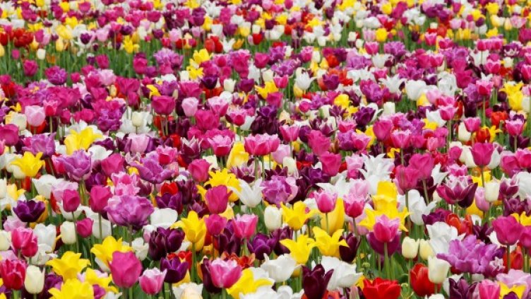 Снимка: Pixabay