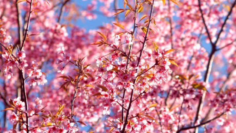 Снимка: Pexels