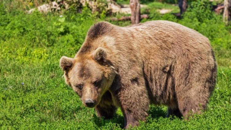 Снимка: Pixabay