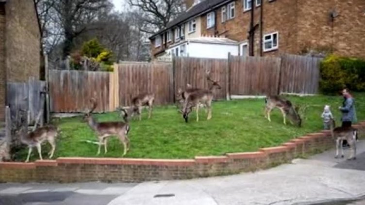 Елени се разхождат по уличите на Източен Лондон 