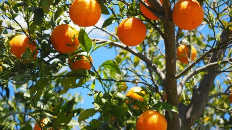 Снимка: Pixabay