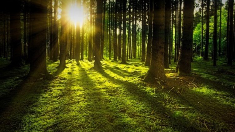 Снимка: Pixabay