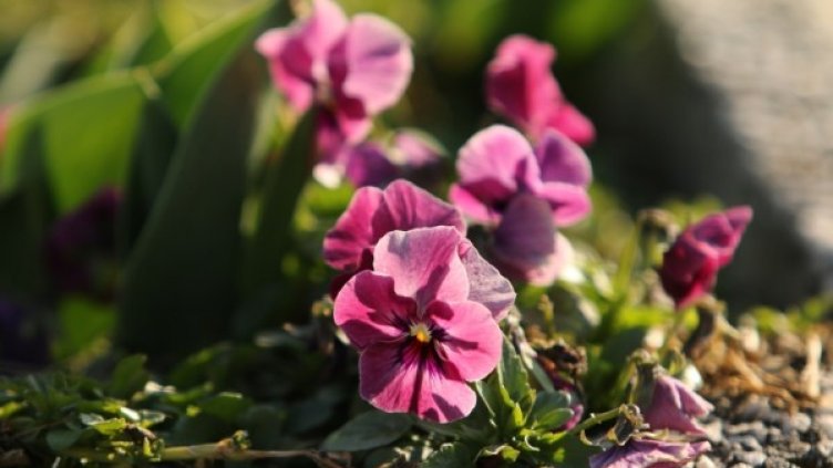 Снимка: архив, БГНЕС