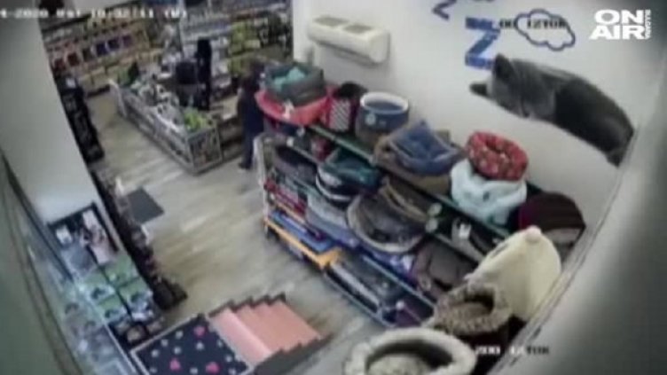 Пълна наглост: Жена открадна кутия за дарения от зоомагазин 