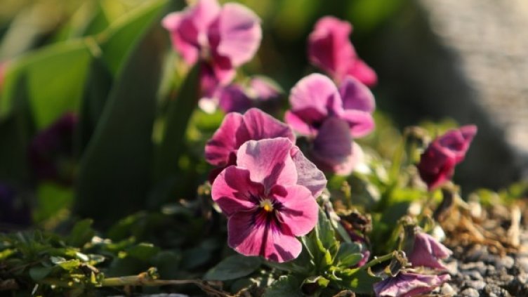 Снимка: архив, БГНЕС