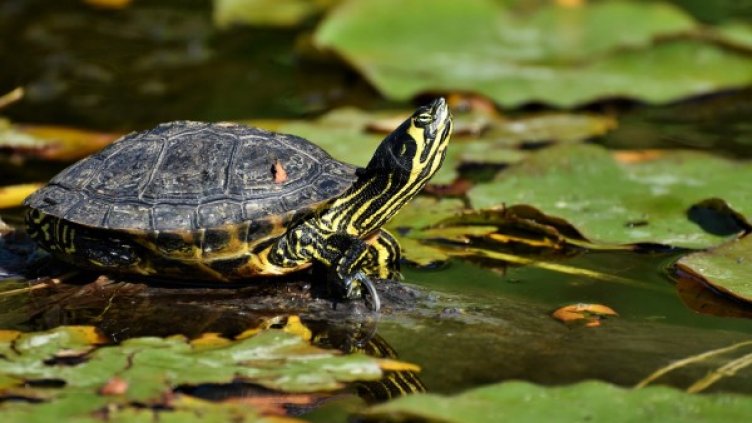 Снимка: Pixabay