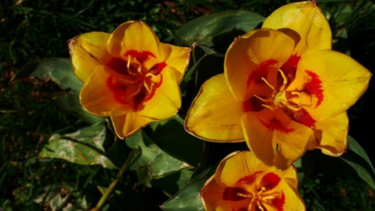 Снимка: архив, БГНЕС