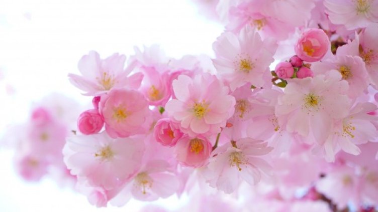 Снимка: Pixabay