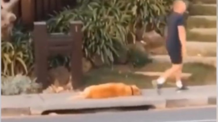 Онлайн смях: В изолация на кучетата не им е леко