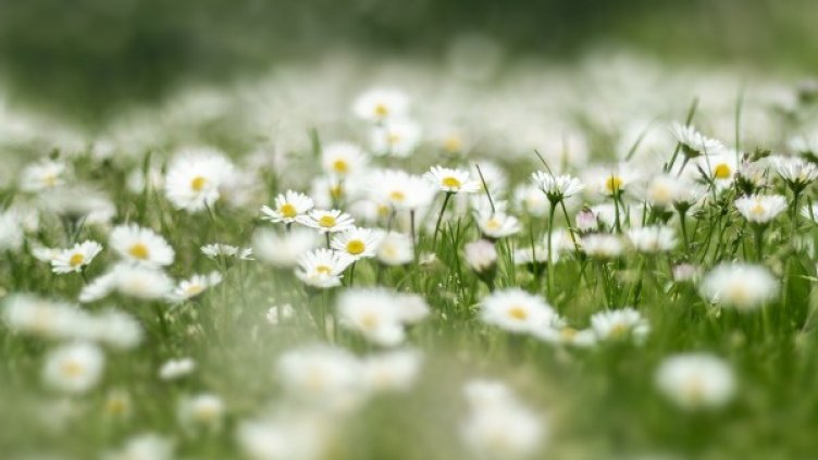 Снимка: Pixabay