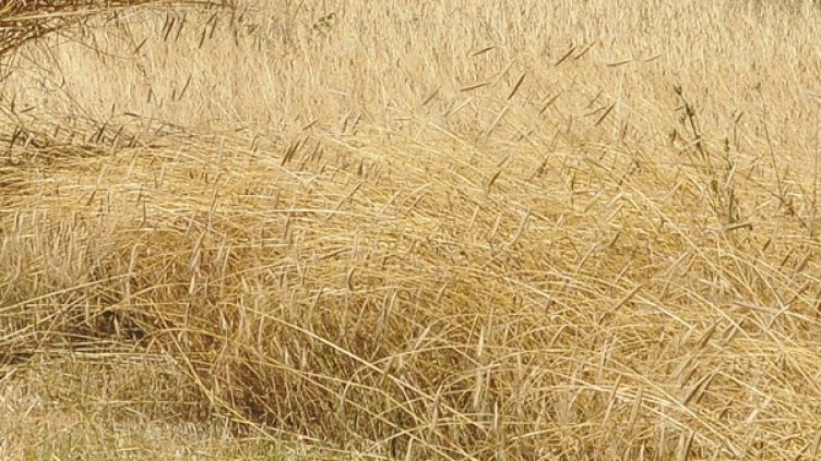 Снимка: БГНЕС, архив