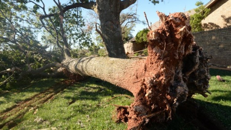 Снимка: архив, БГНЕС