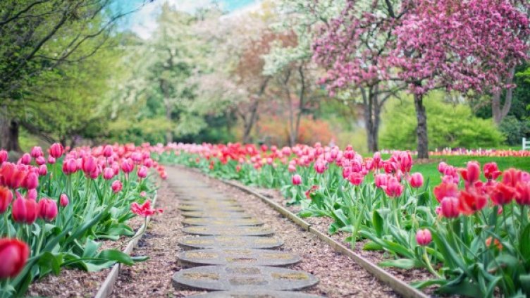 Снимка: Pixabay