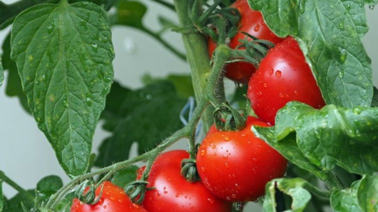 Снимка: Pixabay