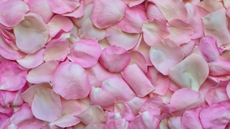 Снимка: Pixabay