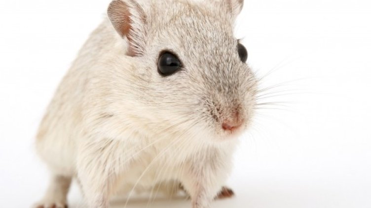 Снимка: Pixabay