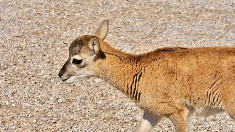 Снимка: Pixabay