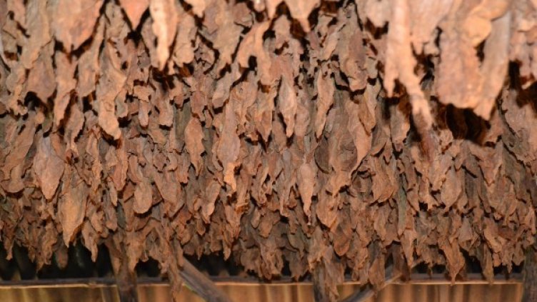 Снимка: Pixabay