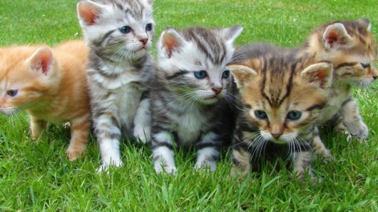 Снимка: Pexels