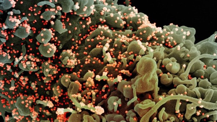 Снимка: архив, БГНЕС