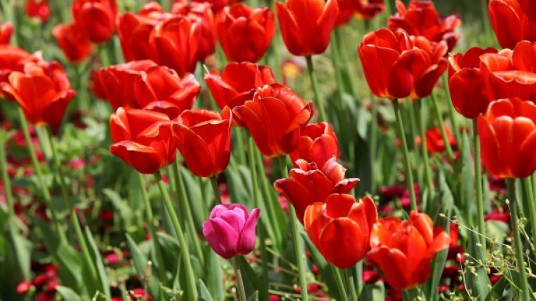 Снимка: архив, БГНЕС