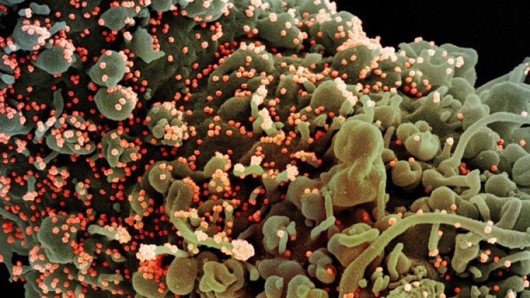 Снимка: архив, БГНЕС