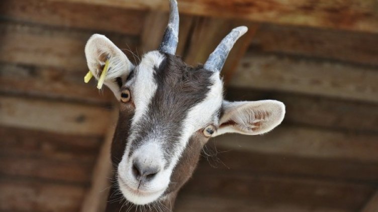 Снимка: Pixabay