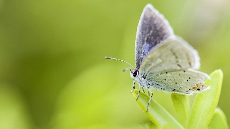 Снимка: Pixabay