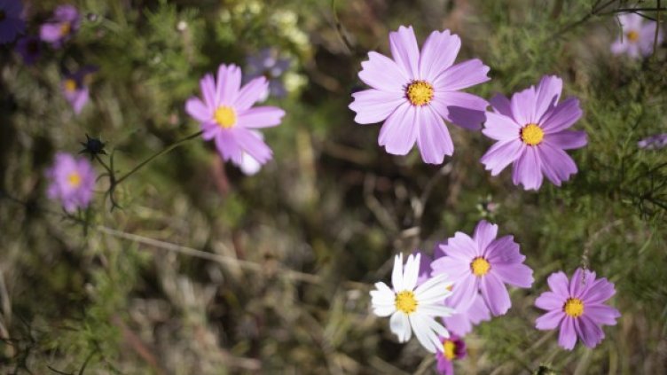 Снимка: архив, БГНЕС